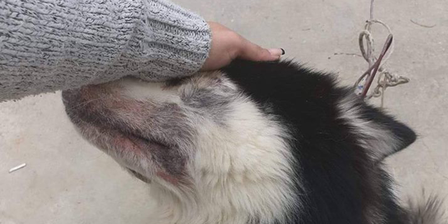 Χάθηκε σκύλος στη Λευκωσία και βρέθηκε τρεις μήνες μετά στη Λάρνακα – Πουλήθηκε για 900 ευρώ- ΦΩΤΟΓΡΑΦΙΕΣ