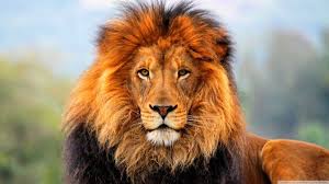 ΤΣΕΧΙΑ: 33χρονος σκοτώθηκε όταν του επιτέθηκε λιοντάρι που κρατούσε στο σπίτι του 