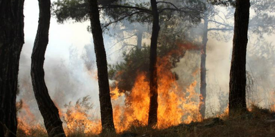 ΕΠ.ΠΑΦΟΥ:  Πυρκαγια σε δασική περιοχή - Κατέκαψε Πεύκα, ξηρά χόρτα και άγρια βλάση