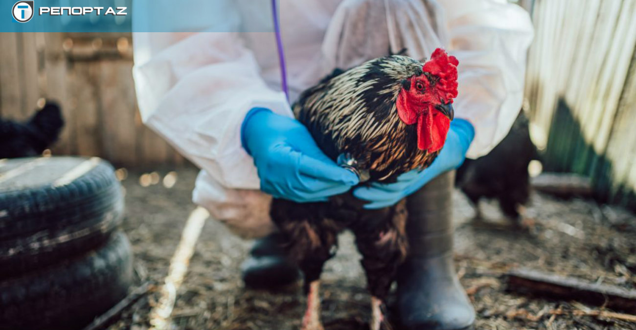 Γρίπη των πτηνών: Σε επαγρύπνηση η Κύπρος για κρούσματα – Τα μέτρα και οι οδηγίες στους κτηνοτρόφους