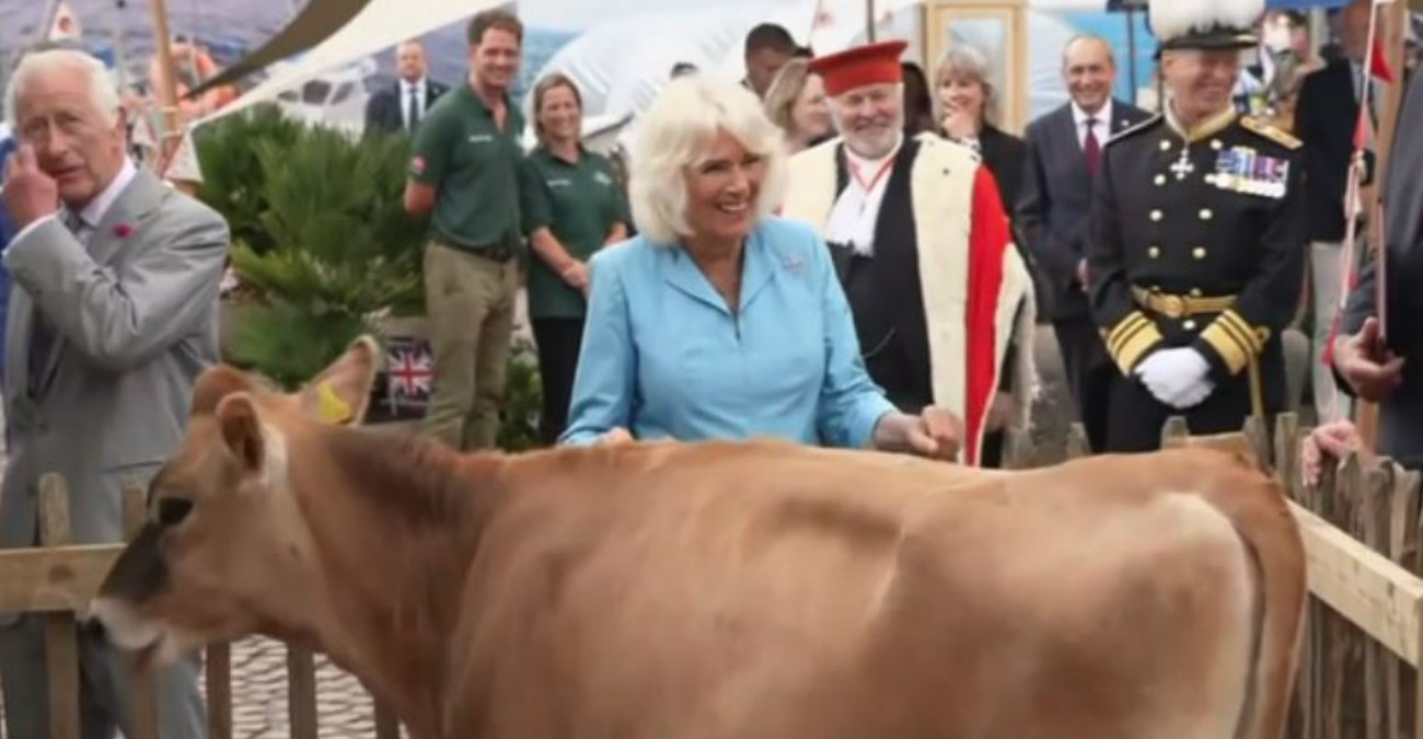 Αγελάδες…καβάλησαν η μία την άλλη μπροστά στη Βασίλισσα Καμίλα – Η αντίδρασή της - Ξεκαρδιστικό βίντεο