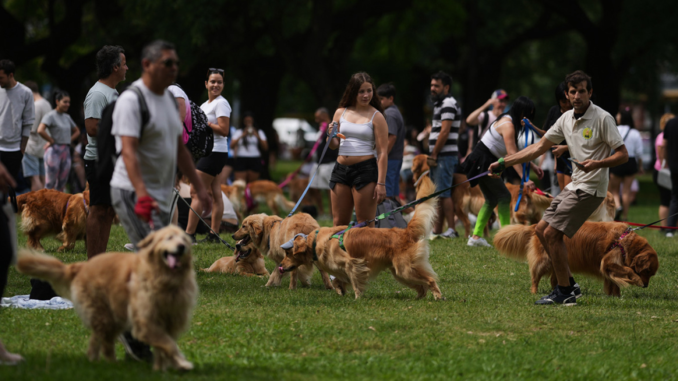 Το «χρυσό κύμα» στο Μπουένος Άιρες: Χιλιάδες γκόλντεν ριτρίβερ σε πάρκο για να καταρρίψουν το παγκόσμιο ρεκόρ, δείτε βίντεο