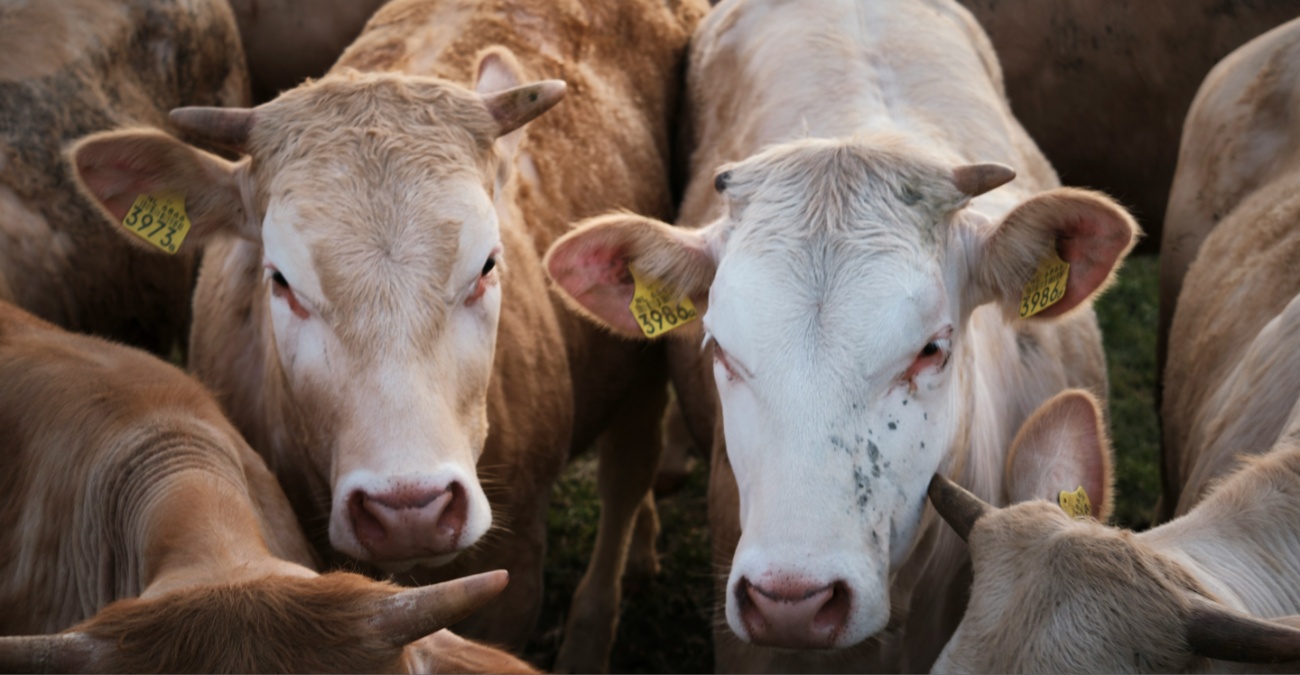 ΒΙΝΤΕΟ: «Εκτελέσεις» ζώων με κυνηγετικά όπλα - Σκληρές καταγγελίες για «εγκλήματα» και συγκάλυψη με φόντο τον αφθώδη πυρετό