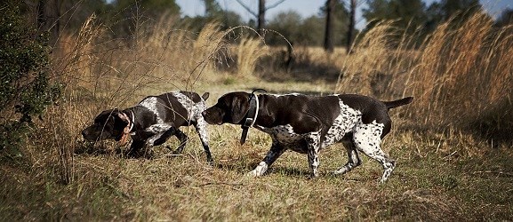 ΠΑΦΟΣ: Βαρύ πρόστιμα σε 45χρονο- Ακριβά θα πληρώσει το 'χόμπι' του