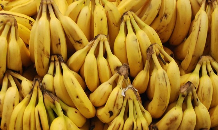 «Ασπίδα» κατά του καρκίνου οι ώριμες μπανάνες