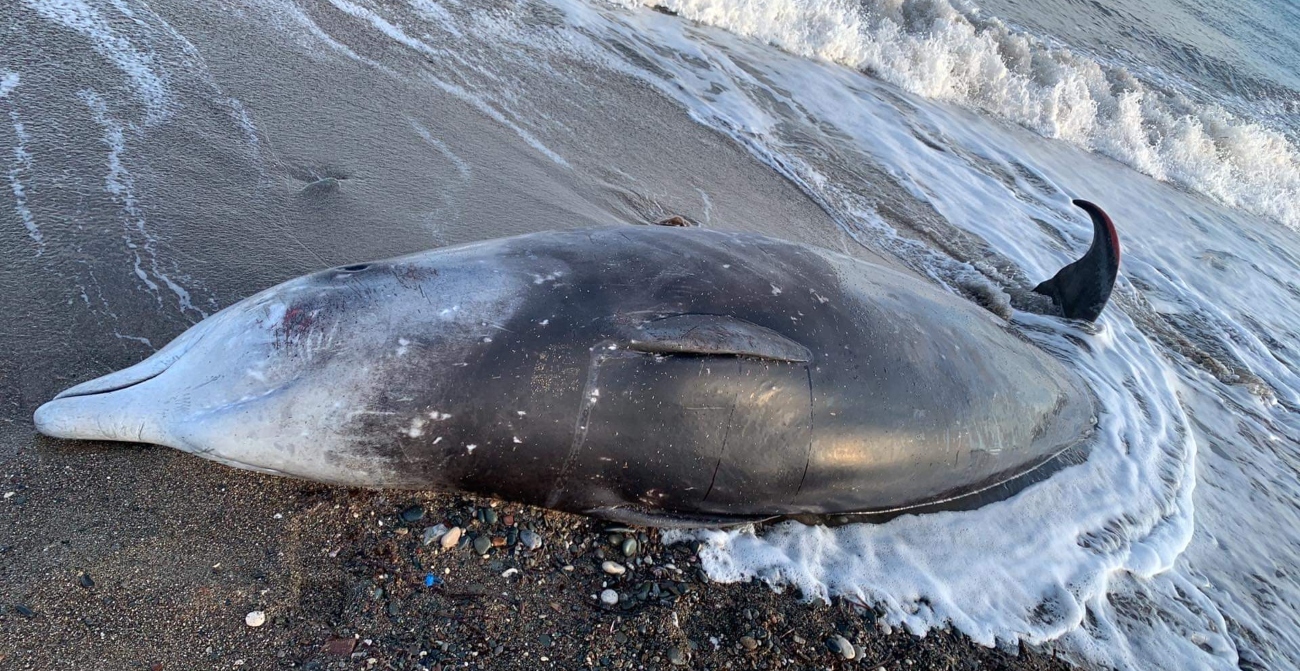Έξι νεκρές φάλαινες στην ακτογραμμή της Κυπριακής Δημοκρατίας