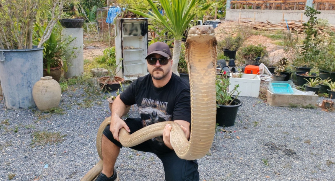 VIDEO: Τρελές περιπέτειες για τον ερπετολόγο Γιάννη Αγγελή - Η στιγμή που πιάνει κόμπρα και της δίνει «καυτό» φιλί