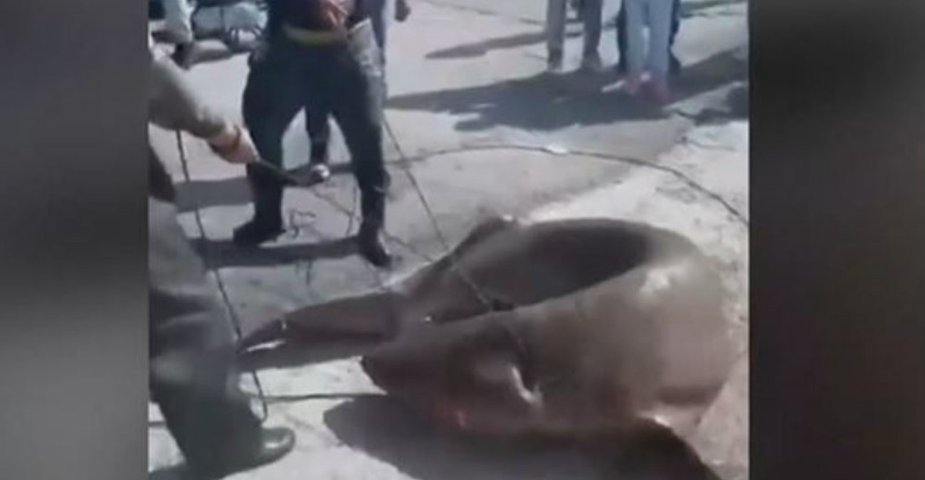 Σοκαριστικό βίντεο: Ψαράδες έσερναν στη στεριά προστατευόμενο καρχαρία - Τον τεμάχισαν και τον πούλησαν