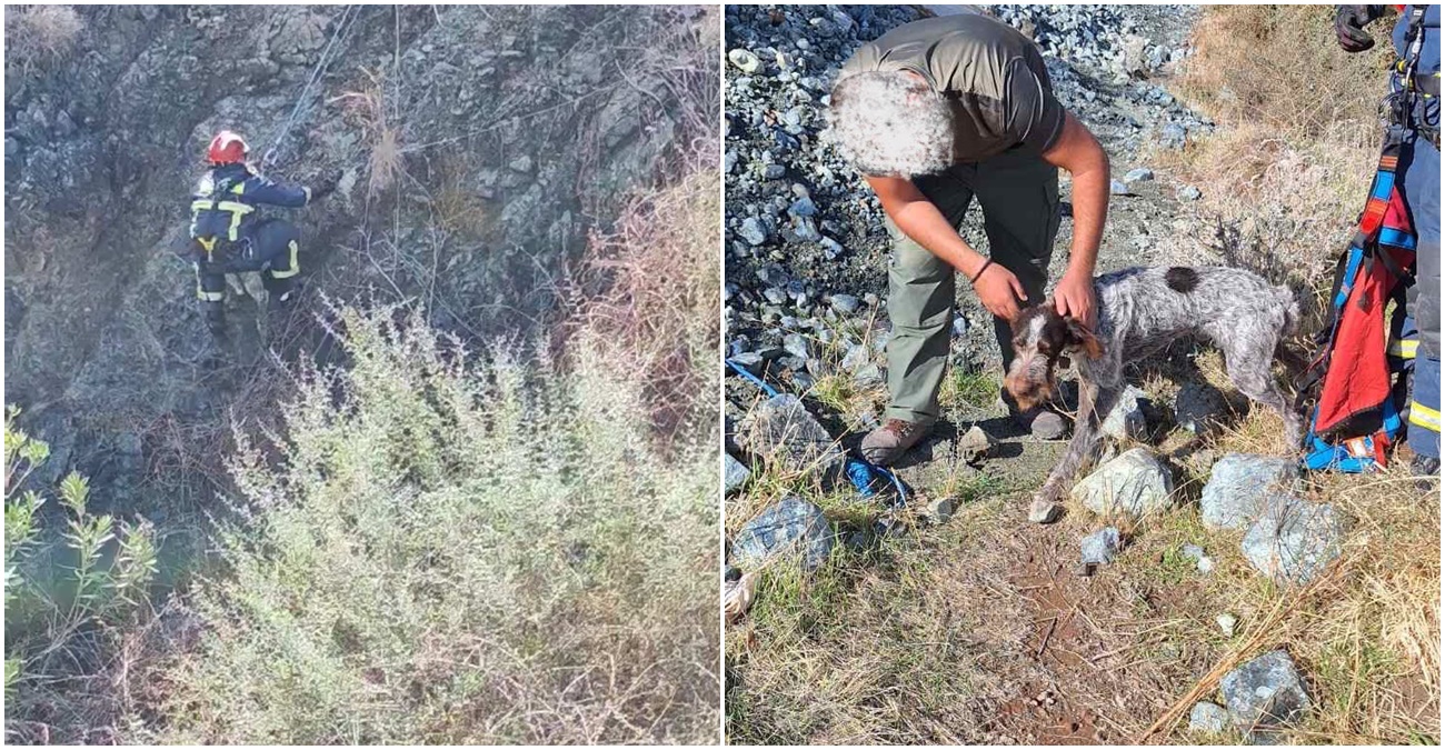 Στήθηκε επιχείρηση για διάσωση σκύλου από χαράδρα βάθους 20 μέτρων - Δείτε φωτογραφίες