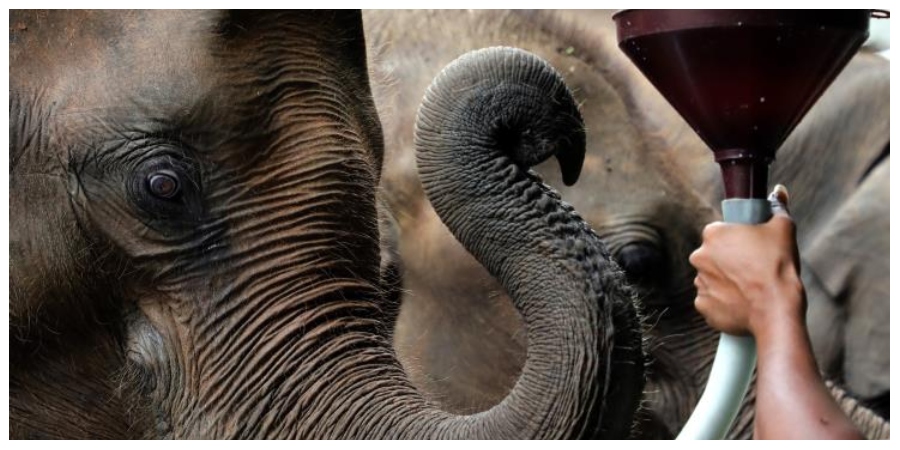 Ελέφαντας που πέρασε δεκαετίες σε τσίρκα επέστρεψε στο φυσικό του περιβάλλον