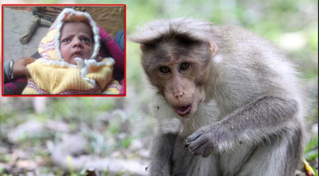 Ασύλληπτη τραγωδία: Πίθηκος άρπαξε βρέφος από την αγκαλιά της μητέρας του και το σκότωσε