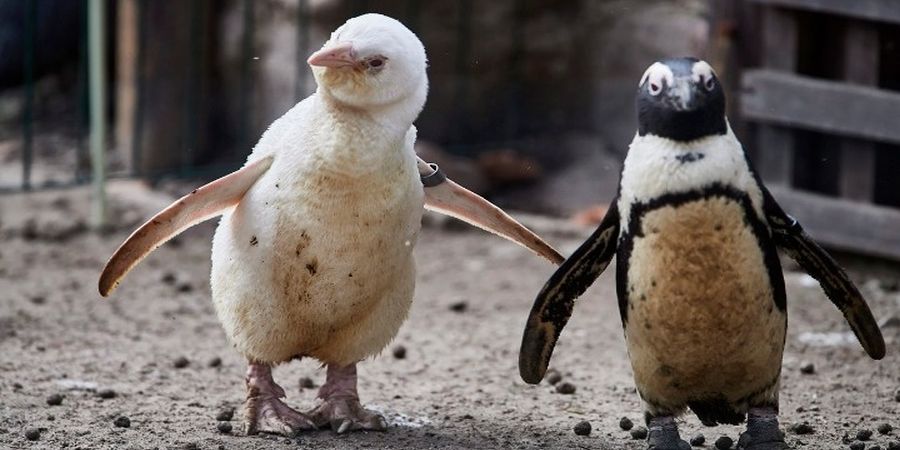 Νέα Ζηλανδία: Πώς δύο πιγκουίνοι κατάφεραν να αναστατώσουν την Αστυνομία 