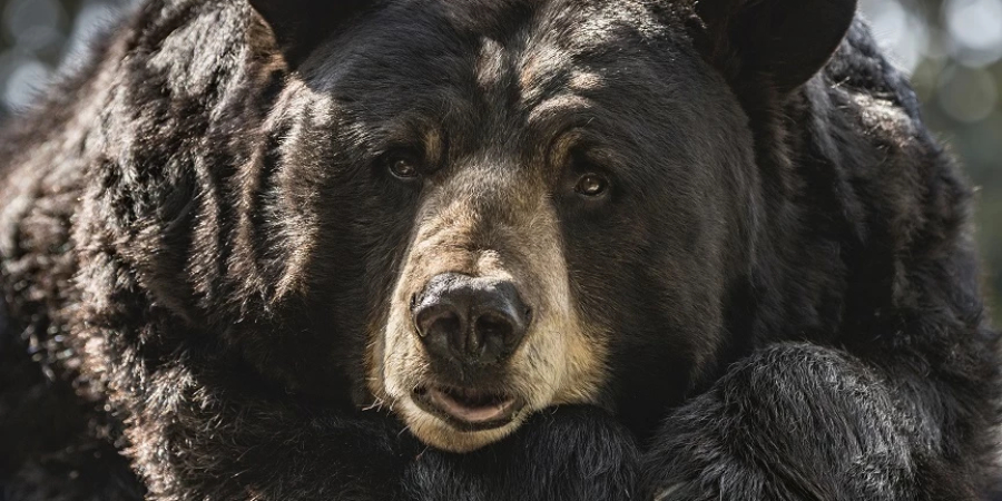 ΗΠΑ: Τρόμαξε από αρκούδα και στη βιασύνη του να την πυροβολήσει, σκότωσε τον αδερφό του