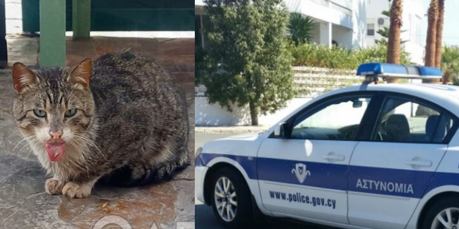 Αποτροπιασμός : Αποκεφάλισαν γάτο και τον εβάλαν έξω από σπίτι - Αστυνομία στο σημείο