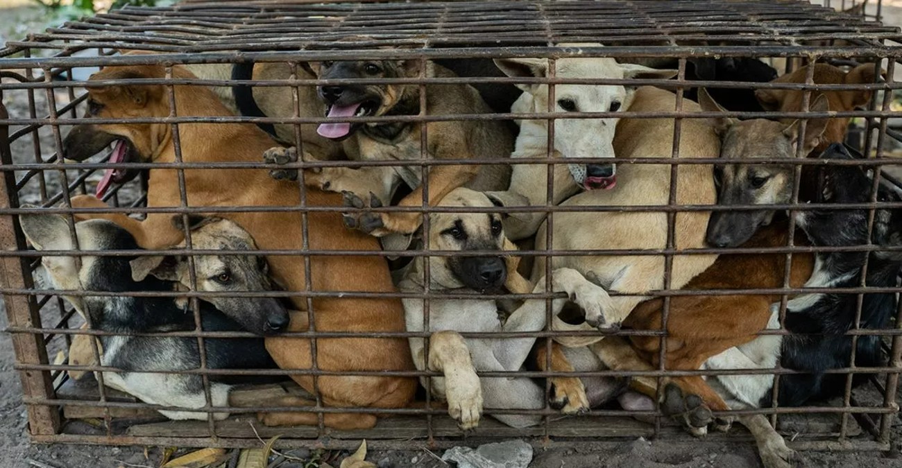 Κουλίας: Ανάγκη για πιο αυστηρά μέτρα για κακοποίηση και εγκατάλειψη ζώων