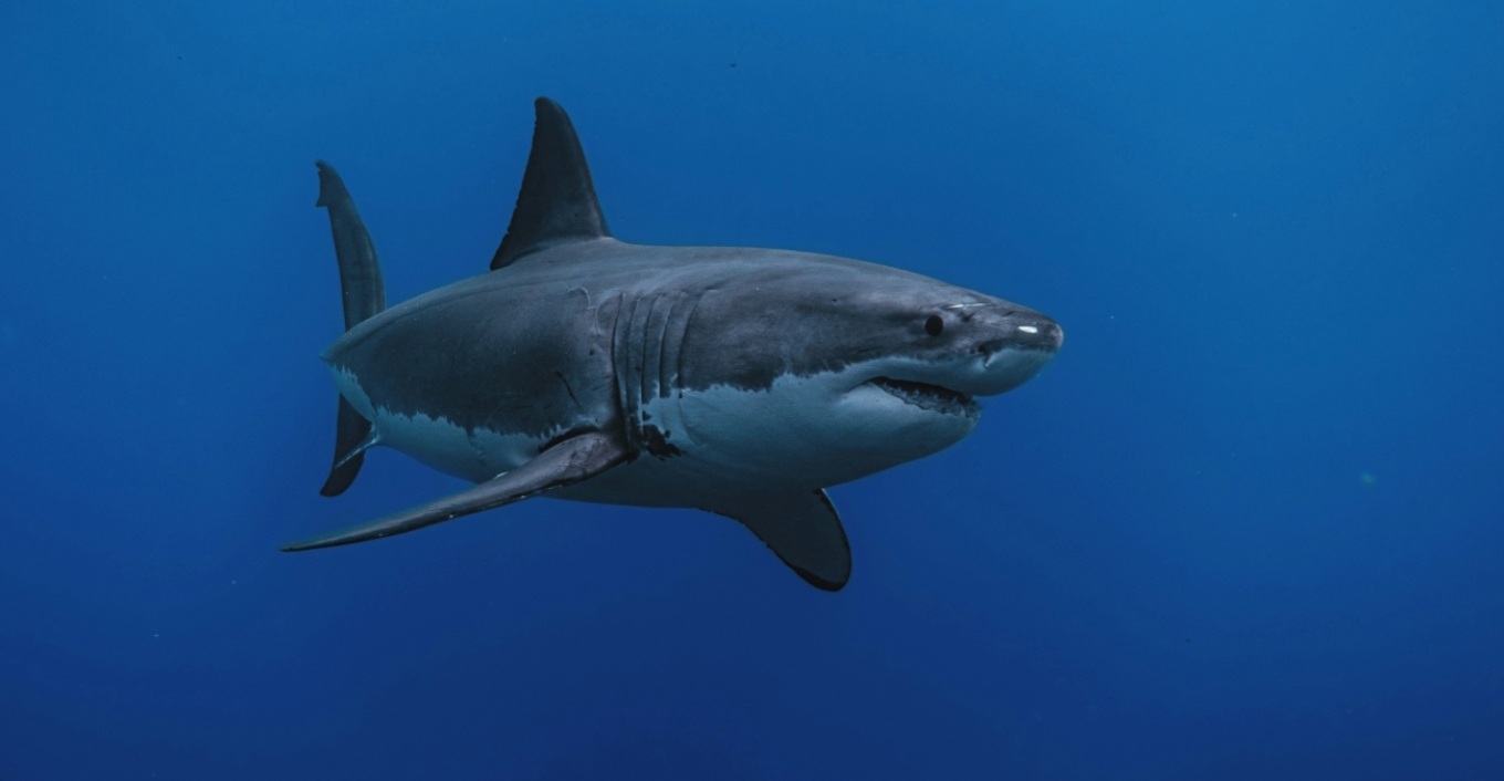 Απολίθωμα καρχαρία 9 εκατ. ετών βρέθηκε άθικτο, έχει δόντια που μοιάζουν με σπαθιά και είναι πρόγονος του λευκού