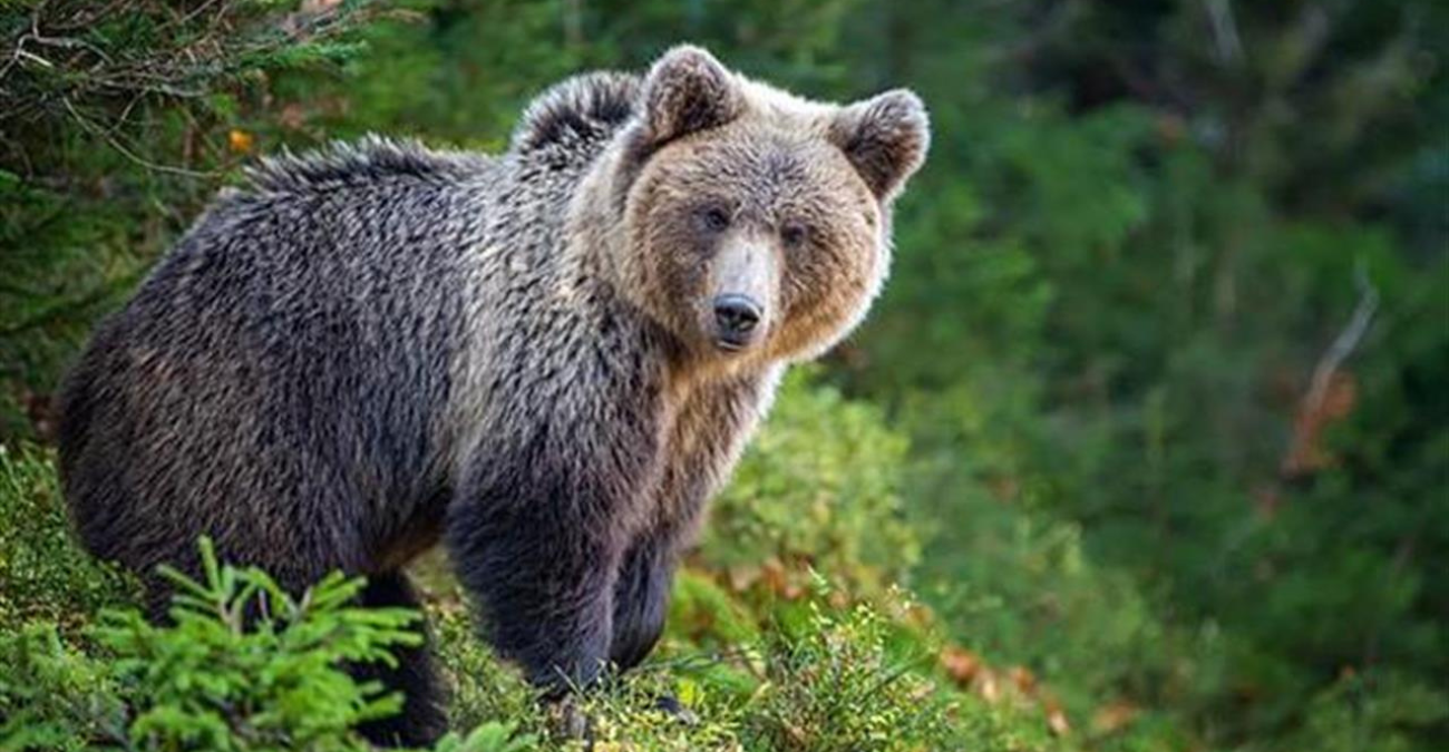 Γάλλος τουρίστας τραυματίστηκε από αρκούδα στη βόρεια Ιταλία