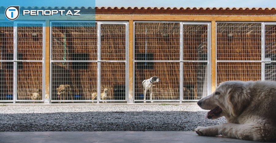 Περί σκύλων νόμος: Αντιδρούν οι τοπικές αρχές – Ζητούν αρωγή από Κυβέρνηση για καταφύγια πριν περάσουν οι τροποποιήσεις