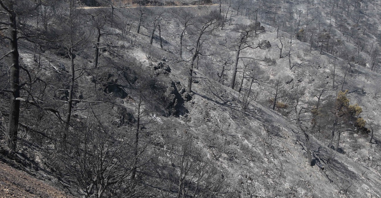 Φυσική η ανανέωση δάσους αν η φωτιά δεν είναι έντονη - Εξηγεί τη διαδικασία δασολόγος