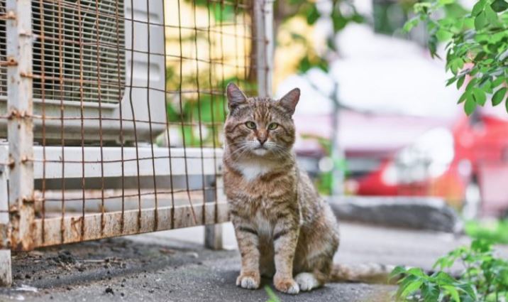 Κτηνωδία και στην Πάτρα – Γάτες βρέθηκαν μαχαιρωμένες στο δρόμο