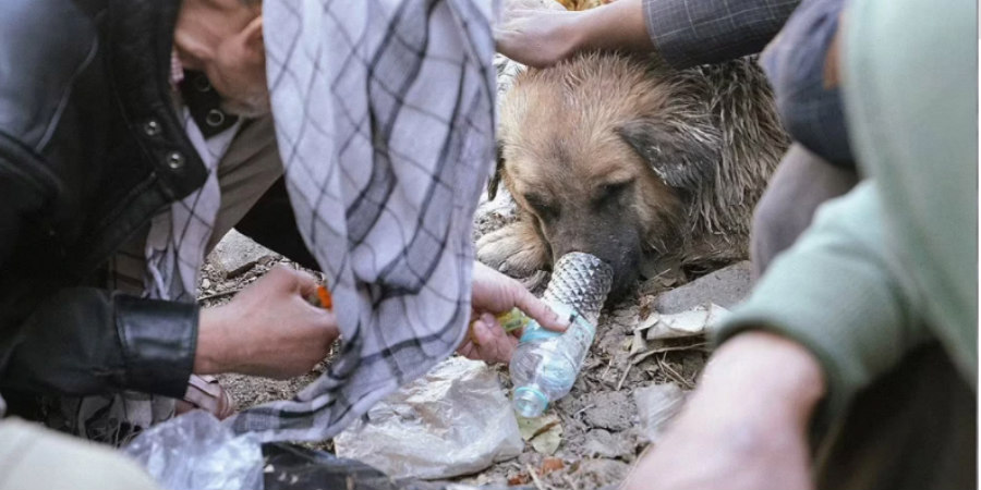 Αποτρόπαιες πράξεις στο Αφγανιστάν: Άστεγοι δίνουν ηρωίνη σε σκύλους - Τους χρησιμοποιούν για ζεστασιά