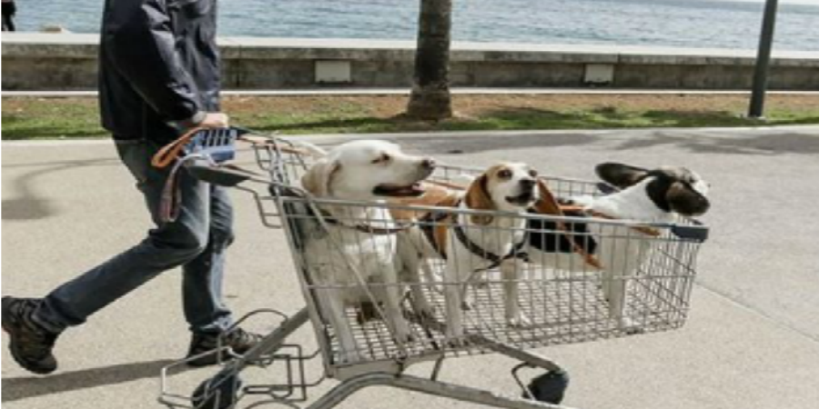 Θα γεμίσει με σκύλους ο Μόλος της Λεμεσού – Κανονικά η διαμαρτυρία λέει το Κόμμα για τα Ζώα