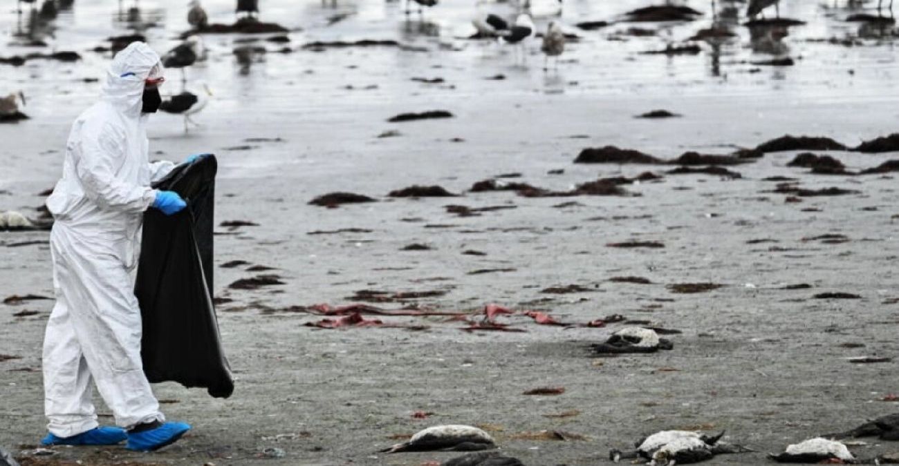 Χιλή: Μυστηριώδης θάνατος χιλιάδων πτηνών στις βόρειες ακτές της χώρας – Δείτε βίντεο