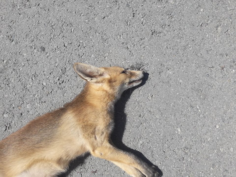 ΚΥΠΡΟΣ: Βρήκαν νεκρή αλεπού και πήραν την ουρά της για σουβενίρ - ΦΩΤΟΓΡΑΦΙΕΣ 