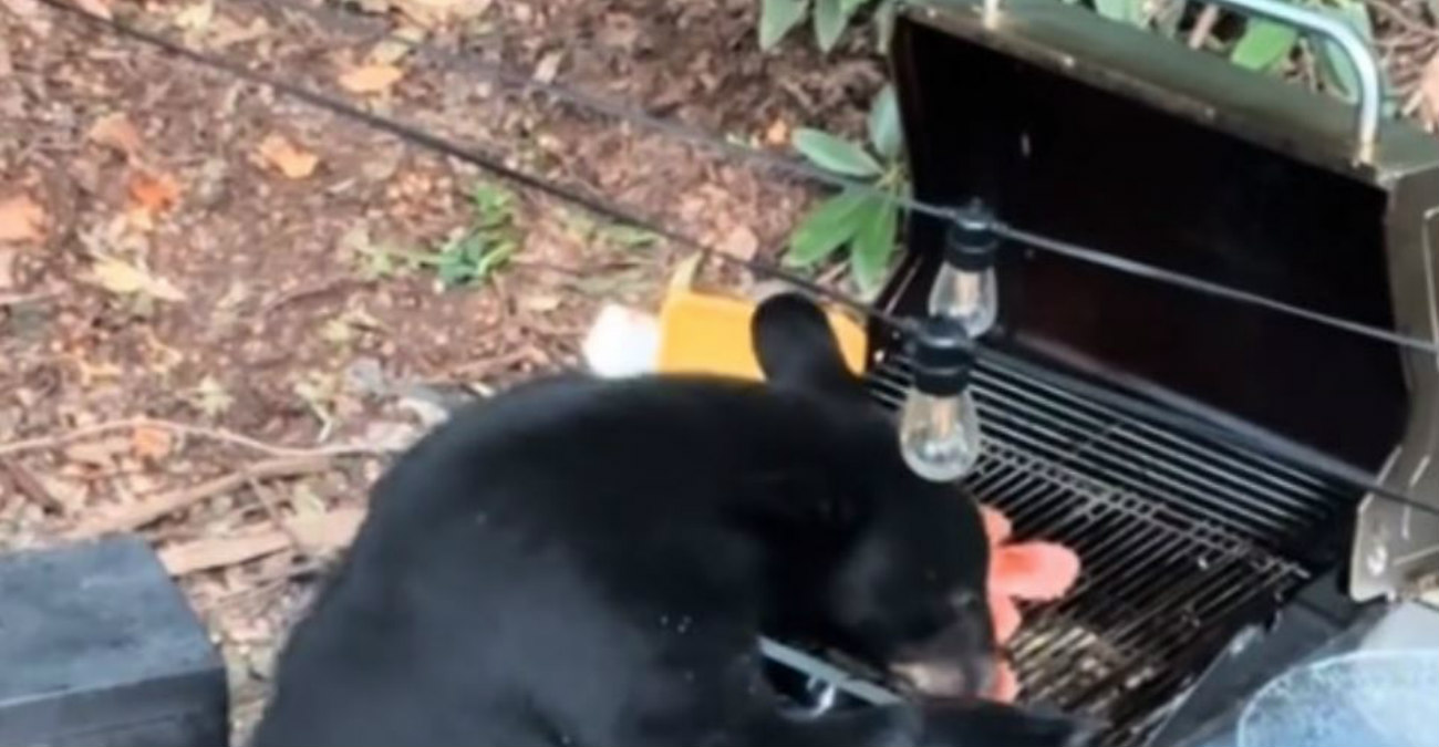 TikTok: Αρκούδα έγινε viral όταν όρμηξε στο μπάρμπεκιου - Δείτε βίντεο