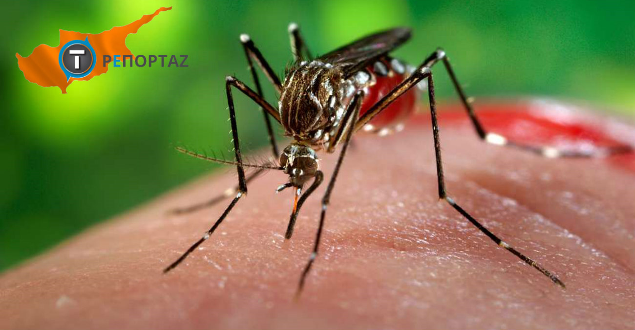 Μας «απειλούν» τα κουνούπια και τον χειμώνα - Η θερμοκρασία «σταθμός», οι εστίες μόλυνσης και οι τρόποι προστασίας