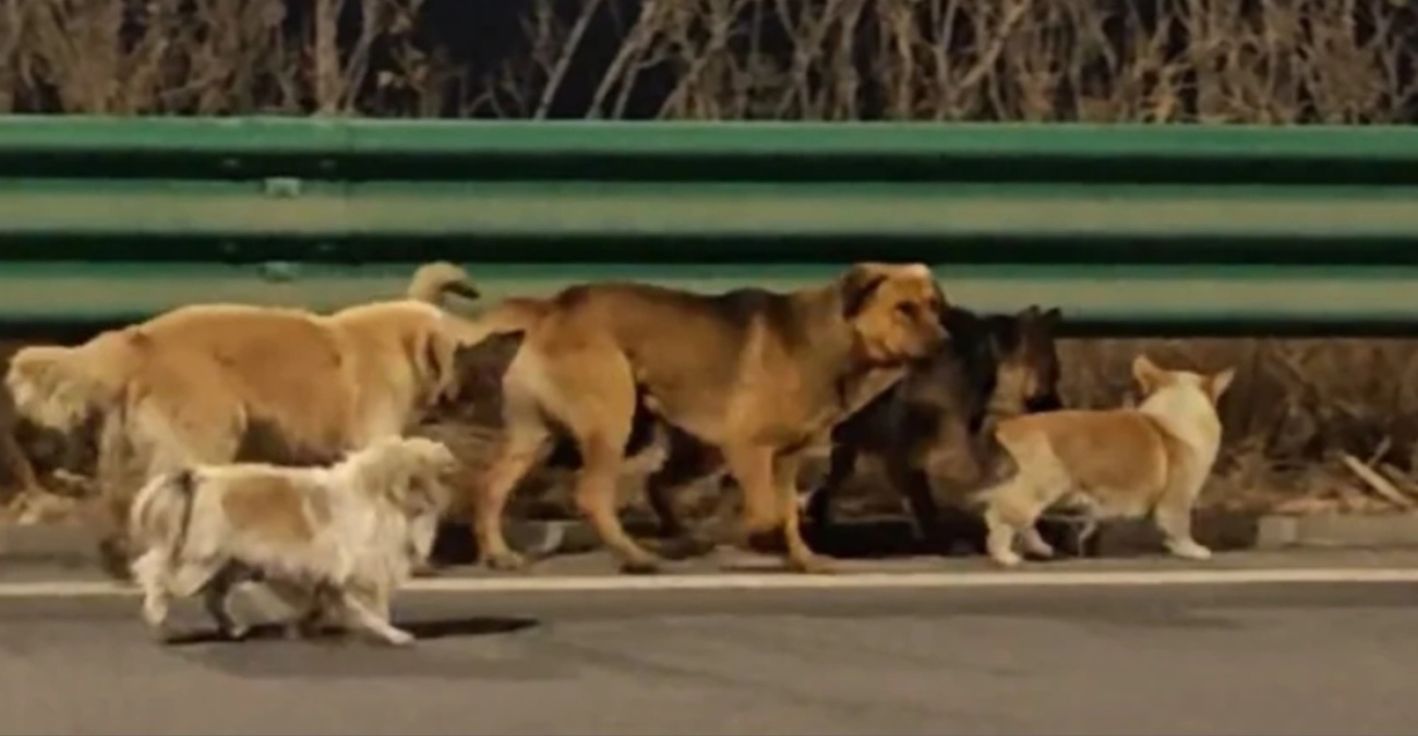 Viral βίντεο με επτά σκυλιά που δραπέτευσαν πριν φαγωθούν – Περπάτησαν 17 χιλιόμετρα πίσω στα σπίτια τους