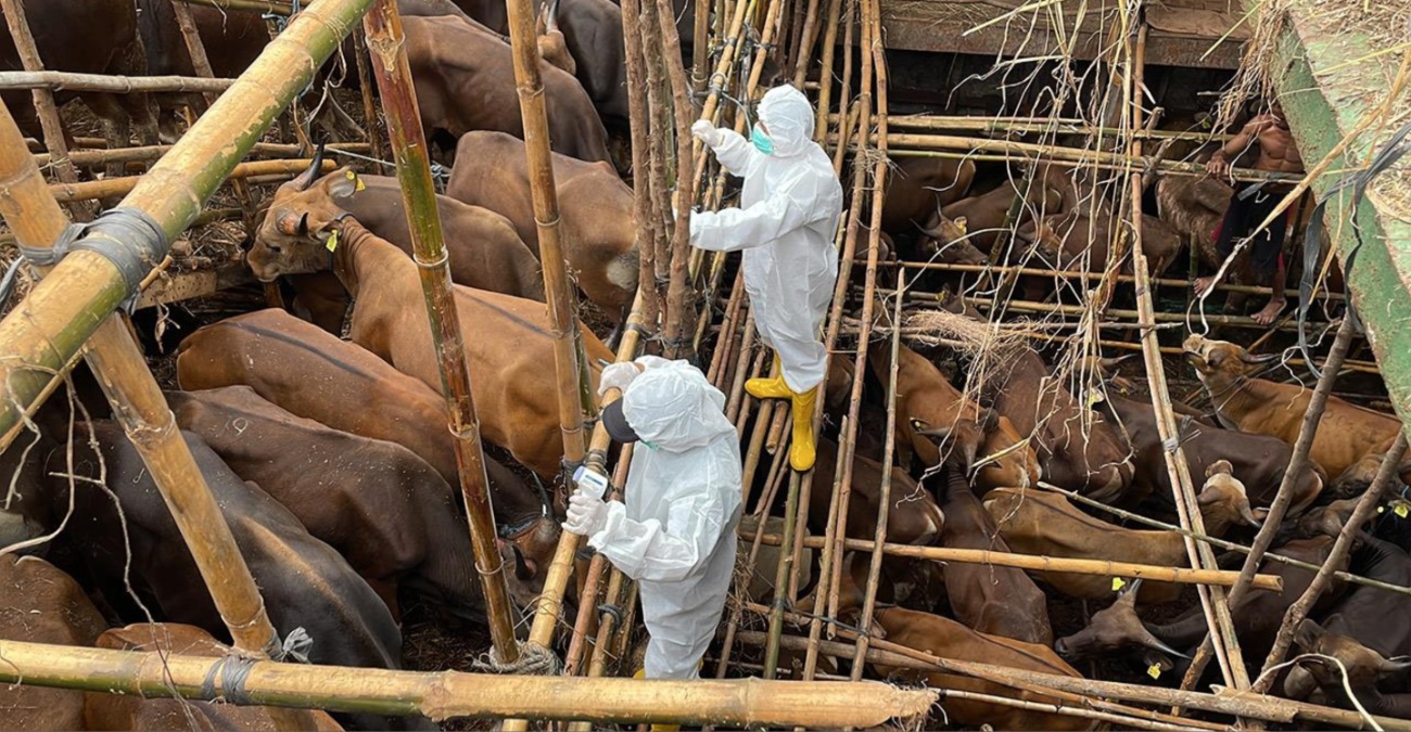 Αφθώδης πυρετός: Όσα αποφασίστηκαν στην έκτακτη σύσκεψη - Αυξήθηκε ο αριθμός των ζώων που επηρεάστηκαν