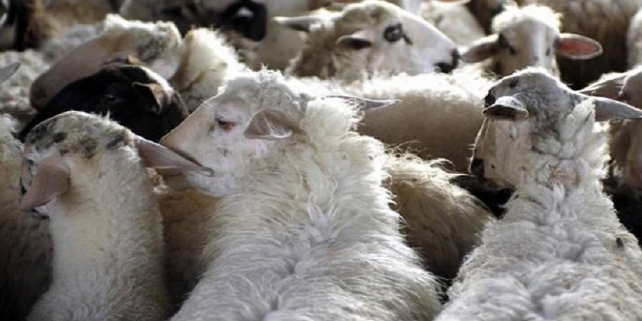 ΞΥΛΟΦΑΓΟΥ: 50 αρνιά και 12 πρόβατα κλάπηκαν κατά την διάρκεια της νύχτας