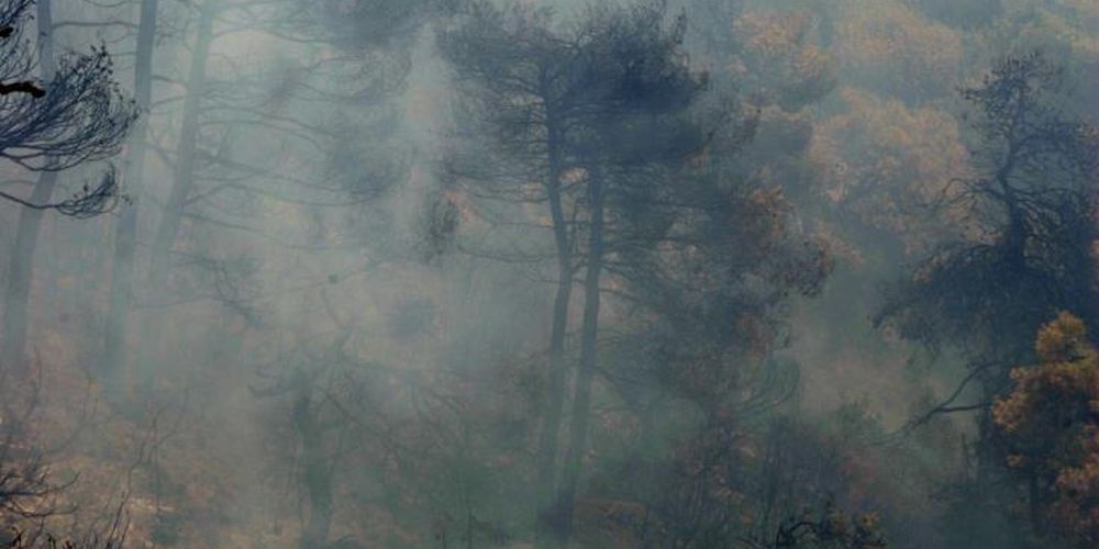 ΠΑΦΟΣ: Υπό πλήρη έλεγχο η φωτιά που ξέσπασε εντός του Κρατικού Δάσους