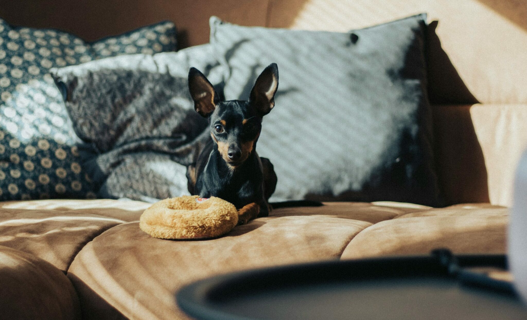 Τι θα συμβεί αν φάει ο σκύλος σας ψωμί – Ποια είδη επιτρέπονται