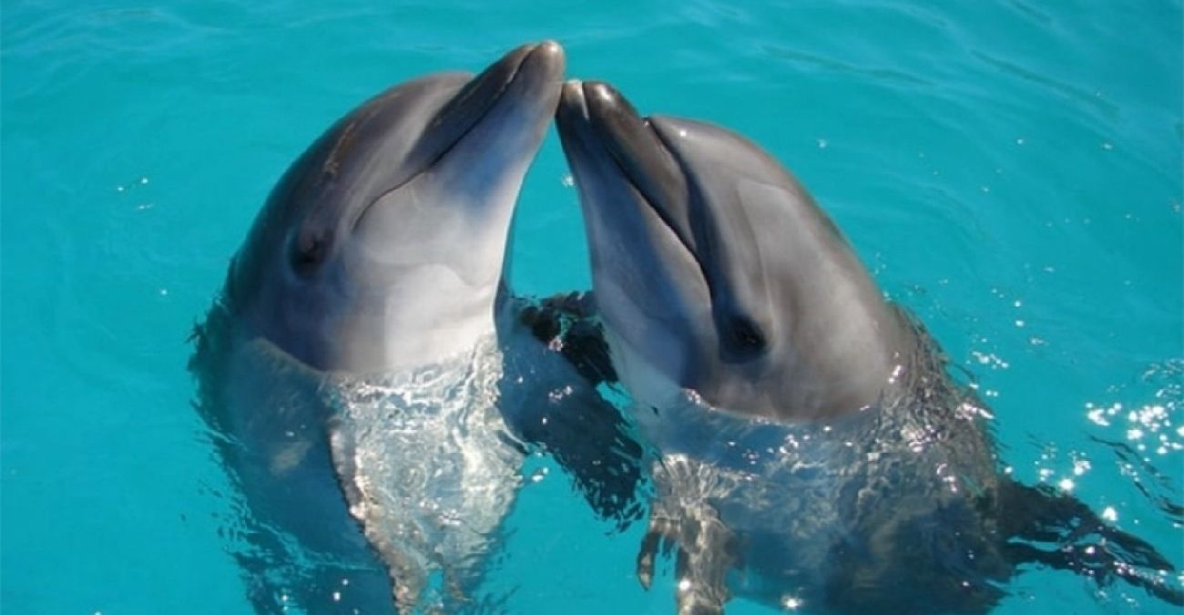 Ιαπωνία: Δελφίνια τραυμάτισαν τέσσερις κολυμβητές