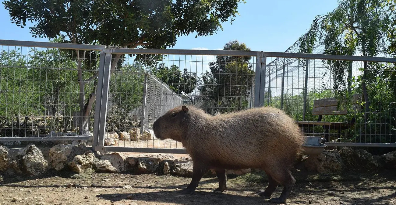 Καταγγελία-βόμβα στο Προεδρικό από Melios: Μιλούν για θανάτωση ζώων και πλαστογραφία εγγράφων