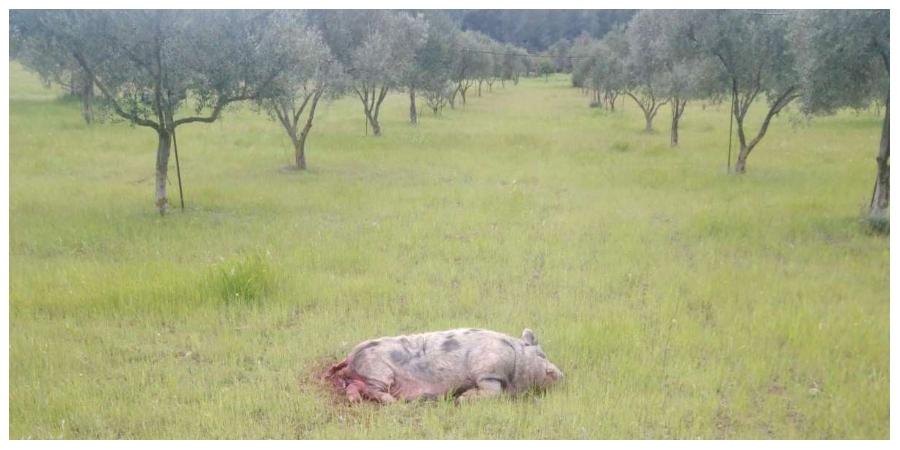 Η φωτογραφία απο το σκοτωμένο γουρουνάκι στην Κύπρο που προκάλεσε αντιδράσεις