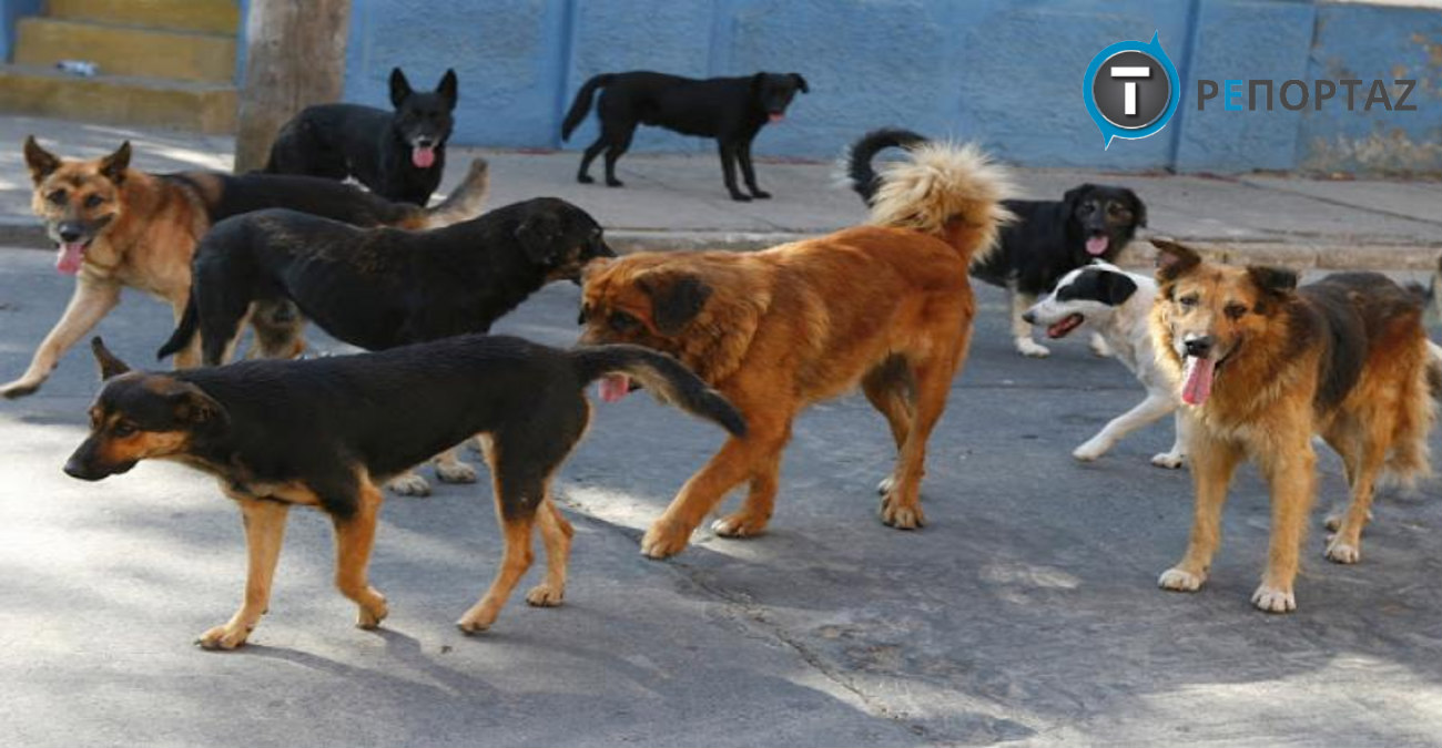 Ανησυχία για εχινόκοκκο σε αδέσποτους σκύλους μετά από περιστατικό στη Νεκρή Ζώνη - Πως μεταδίδεται στους ανθρώπους
