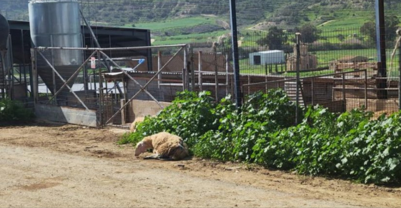 Τραγωδία στη Δρομολαξιά: «Λύγισε» από την αγωνία 73χρονος κτηνοτρόφος – Ξεψύχησε πάνω στο καθήκον υπό το βάρος του αφόρητου άγχους