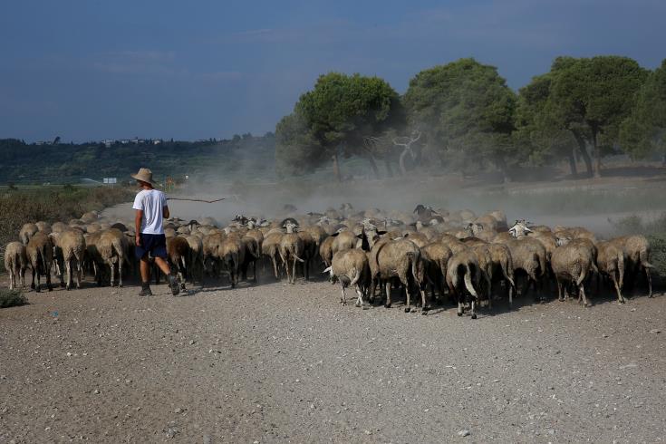 Στήριξη 9 σχεδόν εκ. ευρώ προς κτηνοτρόφους, ενέκρινε το Υπουργικό