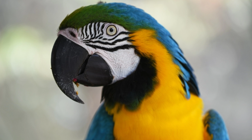 VIDEO: Χάθηκε παπαγάλος με βρετανική προφορά - Εμφανίστηκε μετά από 4 χρόνια μιλώντας ισπανικά