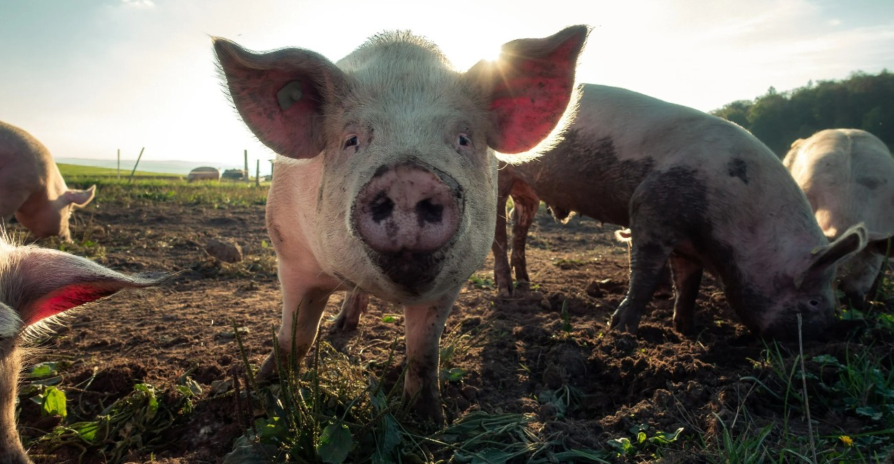 Νέο κρούσμα αφθώδους πυρετού σε χοιροστάσιο στο Παλιομέτοχο - Εμβολιάστηκαν οι μονάδες στο Πέργαμος 