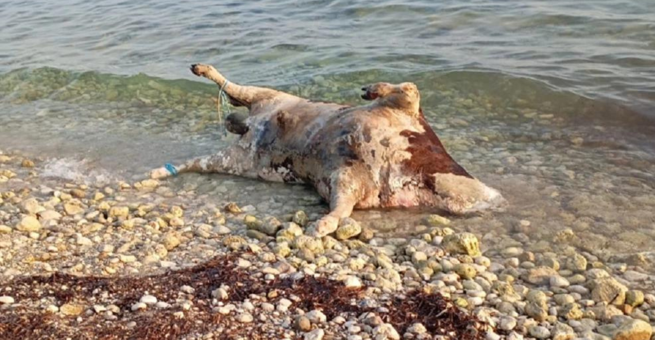 Αποκρουστικό θέαμα στη Λευκάδα: Η θάλασσα ξεβράζει αγελάδες