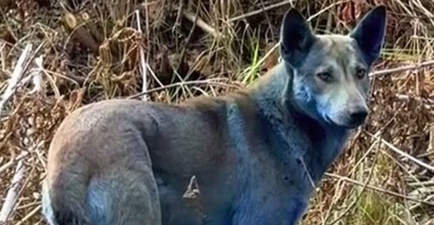 Μυστήριο πίσω από την εμφάνιση μπλε σκύλων - Το πιθανότερο σενάριο που εξετάζουν οι ερευνητές