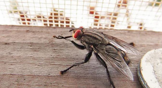 Γαλλία: Ανατίναξε το σπίτι του προσπαθώντας να εξοντώσει μια μύγα  