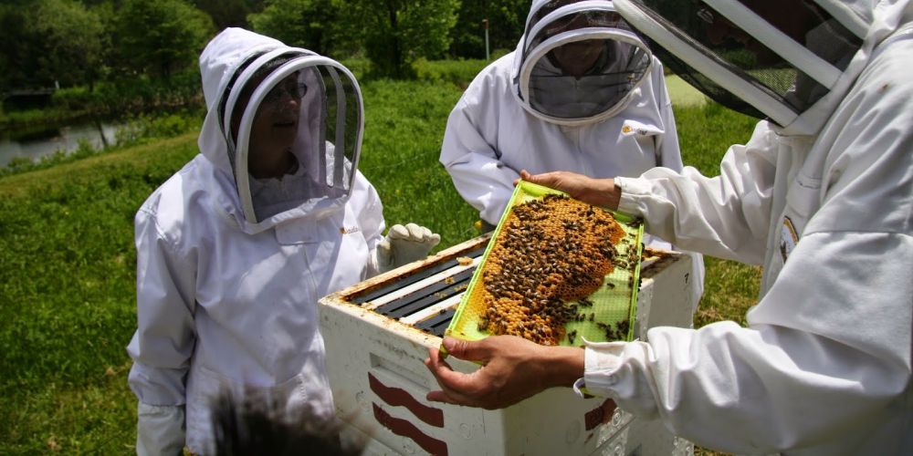 Σήμα που θα πιστοποιεί το κυπριακό μέλι καταχώρησαν οι οργανωμένοι μελισσοκόμοι