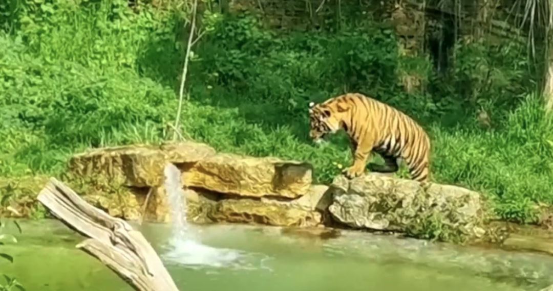 Ζωολογικός Κήπος Λονδίνου: Νεαρές τίγρεις μαθαίνουν κολύμπι για πρώτη φορά – Απολαυστικό βίντεο