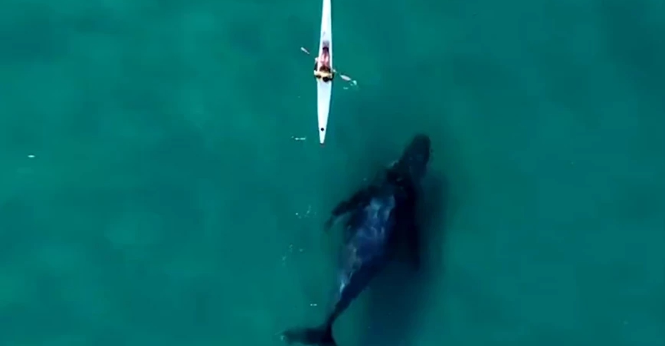 Drone κατέγραψε τη μοναδική στιγμή που φάλαινα κολυμπά δίπλα σε κανό – Η αντίδραση του κωπηλάτη στην Αυστραλία