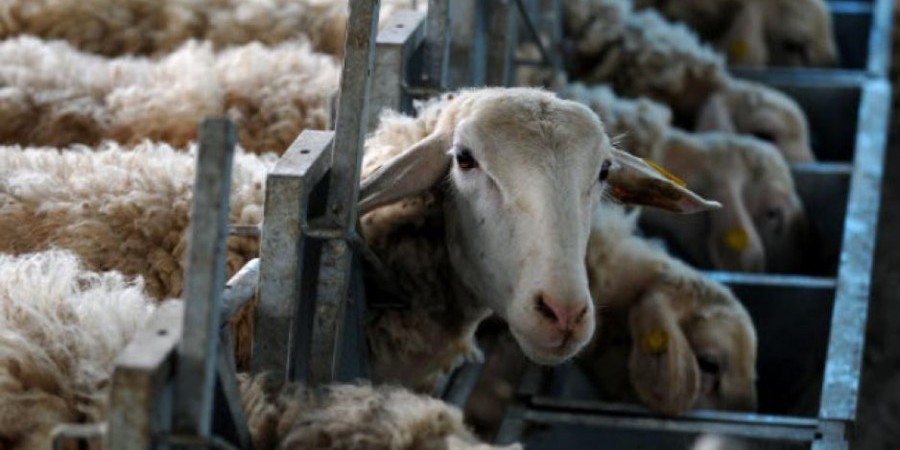 Περιβαλλοντικές Οργανώσεις: Χαιρετίζουν την απόσυρση του νομοσχεδίου για σφαγή ζώων με τη μέθοδο κοσιέρ
